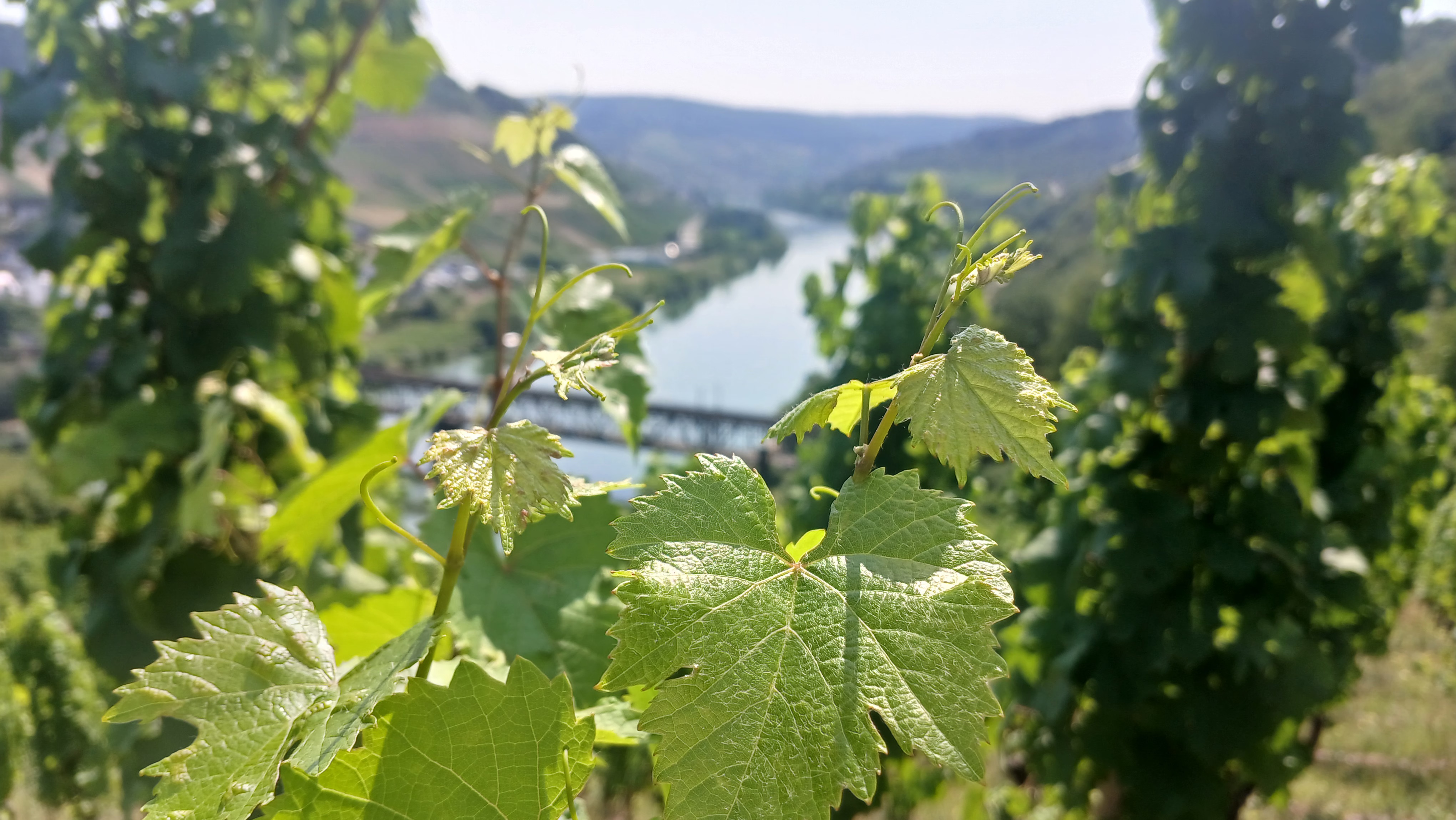Moselurlaub in Cochem